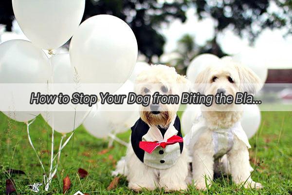 How to Stop Your Dog from Biting the Blanket A Heartwarming Guide to Canine Calmness